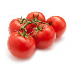 TOMATE RONDE